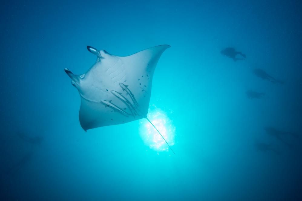 Manta_02©Mark Stickler.jpg