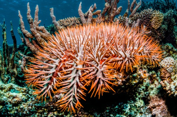 为帮助海洋旅游经营者以环保方式进行棘冠海星（Crown-of-Thorns sea star，简称COTS）的清理，Reef-World Foundation，联合国环境规划署绿鳍计划（Green Fins）的国际协调员，发布了《绿鳍刺冠海星拾捡指南》。