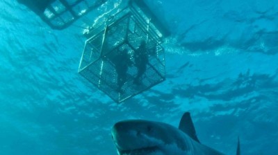 澳大利亚-Rodney Fox南澳洲大白鲨船宿(Rodney Fox Shark Expedition)潜水