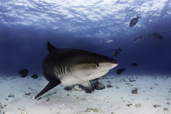 位于马尔代夫南部的Fuvahmulah（读：富瓦姆拉）岛，是一个被称为“神秘之岛”的宝地。这里不仅是海洋生物的天堂，更是探险者的乐园。而在这片海域中，虎鲨潜水是一项引人入胜的体验，让人领略大自然的神奇魅力。