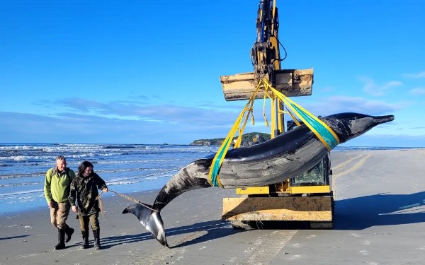 全球罕见的鲸鱼在新西兰奥塔哥海岸搁浅