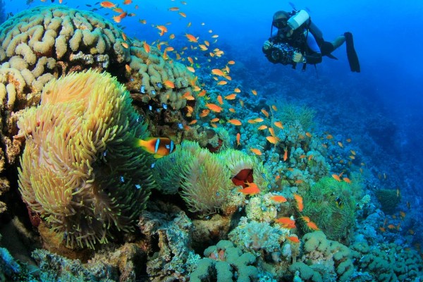 斯米兰群岛（Similan Islands）在泰国西部的安达曼海，由9个主要岛屿组成。这里有着清澈透明的海水、绚丽多彩的珊瑚花园和丰富的海洋生物。

斯米兰在马来语中的意思是“九”，代表着这片群岛的九座岛屿。在这里潜水，你可以打卡浅海珊瑚礁、深海断崖、花岗岩巨石地形以及洞穴与沉船遗址等等。

因为这里丰富而特别的生态系统，斯米兰被列为泰国国家公园，严格的保护措施使这里成为世界级的潜水胜地。每年都有成千上万的潜水员来到这里，追寻鲸鲨、蝠鲼和丰富的热带鱼群。